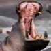 Residents Force Hippo To Vomit Two Year Old Boy: 2 Year Old Kid Swallowed By Hippo Later Sapt Out Alive In Uganda
