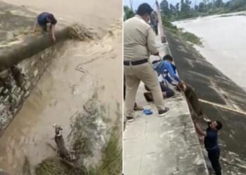 The Dog Was Trapped In The Flood, The Person Gave A New Life By Risking His Life, People Are Saluting, Watch The Video
