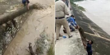The Dog Was Trapped In The Flood, The Person Gave A New Life By Risking His Life, People Are Saluting, Watch The Video