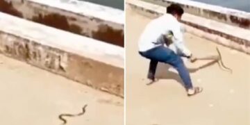 Snake Attacks Man Netizens Shocked: Video Of Poisonous Snake Attacking A Man Went Viral On Social Media