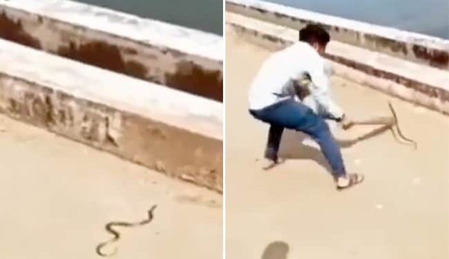Snake Attacks Man Netizens Shocked: Video Of Poisonous Snake Attacking A Man Went Viral On Social Media