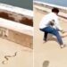 Snake Attacks Man Netizens Shocked: Video Of Poisonous Snake Attacking A Man Went Viral On Social Media