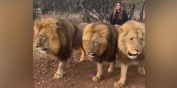 Video Of Woman Taking Three Lions For A Walk | Woman Takes Three Lions Out For A Casual Walk