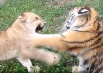 The Tiger Cub Challenged To Fight With The Lion Cub, Then People Were Stunned To See What Happened, Watch Viral Video