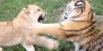 The Tiger Cub Challenged To Fight With The Lion Cub, Then People Were Stunned To See What Happened, Watch Viral Video
