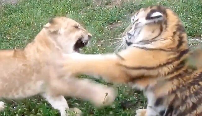 The Tiger Cub Challenged To Fight With The Lion Cub, Then People Were Stunned To See What Happened, Watch Viral Video