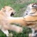 The Tiger Cub Challenged To Fight With The Lion Cub, Then People Were Stunned To See What Happened, Watch Viral Video