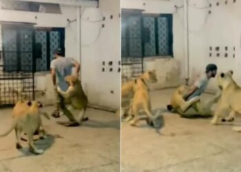 Several Lions Attacked A Man Simultaneously Video Goes Viral On Social Media