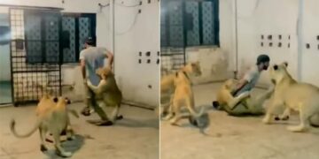 Several Lions Attacked A Man Simultaneously Video Goes Viral On Social Media
