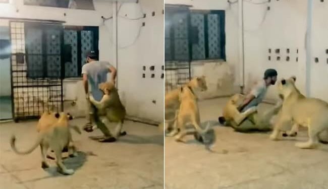 Several Lions Attacked A Man Simultaneously Video Goes Viral On Social Media