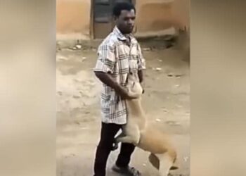 The Man Was Killing The Dog By Holding Its Ear, Then The Cow Retaliated By Hitting It With Its Horn, Everyone Said – Everyone Feels Pain – कुत्ते के कान को पकड़ कर मार रहा था शख्स, तभी गाय ने सींग से मारकर लिया बदला, सबने कहा