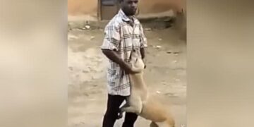 The Man Was Killing The Dog By Holding Its Ear, Then The Cow Retaliated By Hitting It With Its Horn, Everyone Said – Everyone Feels Pain – कुत्ते के कान को पकड़ कर मार रहा था शख्स, तभी गाय ने सींग से मारकर लिया बदला, सबने कहा