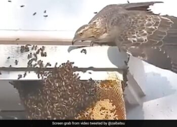 Meet The Honey Thief Bird, Tasting Honey Among Millions Of Bees, 3 Lakh People Watched The Video