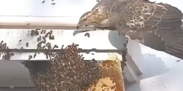Meet The Honey Thief Bird, Tasting Honey Among Millions Of Bees, 3 Lakh People Watched The Video