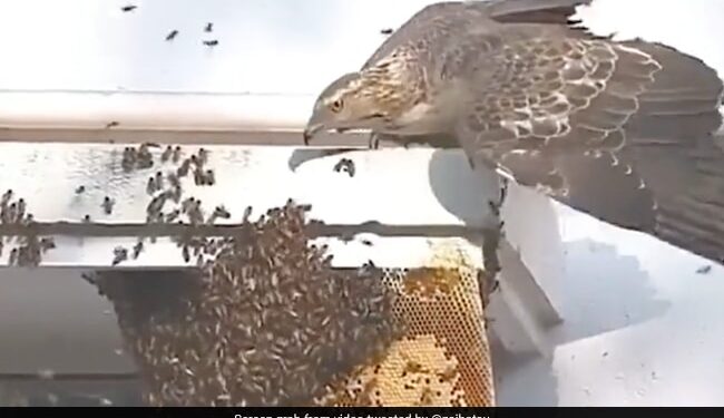 Meet The Honey Thief Bird, Tasting Honey Among Millions Of Bees, 3 Lakh People Watched The Video