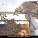 Meet The Honey Thief Bird, Tasting Honey Among Millions Of Bees, 3 Lakh People Watched The Video