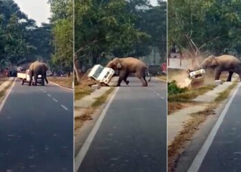 Angry Elephant Blocking Road Video: Biggest Angry Elephant Hit Vehicle IPS Officer Rupin Sharma Share Video