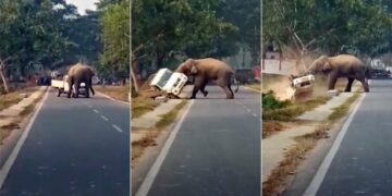 Angry Elephant Blocking Road Video: Biggest Angry Elephant Hit Vehicle IPS Officer Rupin Sharma Share Video