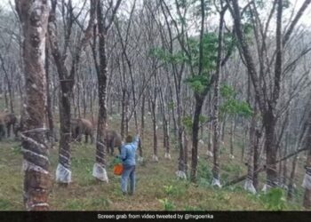 Elephant Charges Towards Rubber Tapper In Close Encounter In Jungle What Happened Next See Viral Video