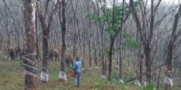 Elephant Charges Towards Rubber Tapper In Close Encounter In Jungle What Happened Next See Viral Video