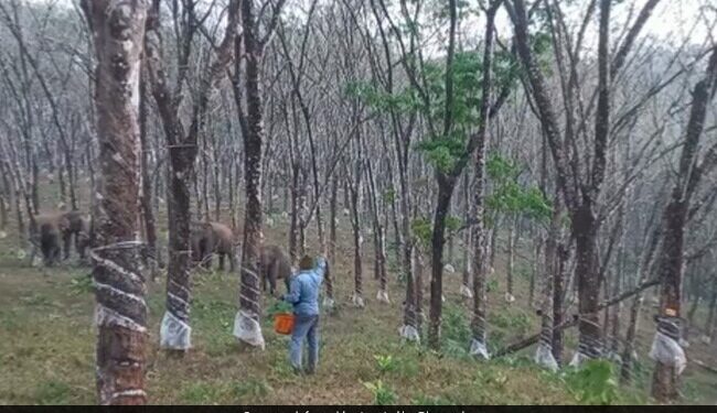 Elephant Charges Towards Rubber Tapper In Close Encounter In Jungle What Happened Next See Viral Video