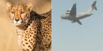 Viral Video: Indian Air Force Aircraft Carrying 12 Cheetahs From South Africa Landed In Gwalior Ndtv Hindi Ndtv India
