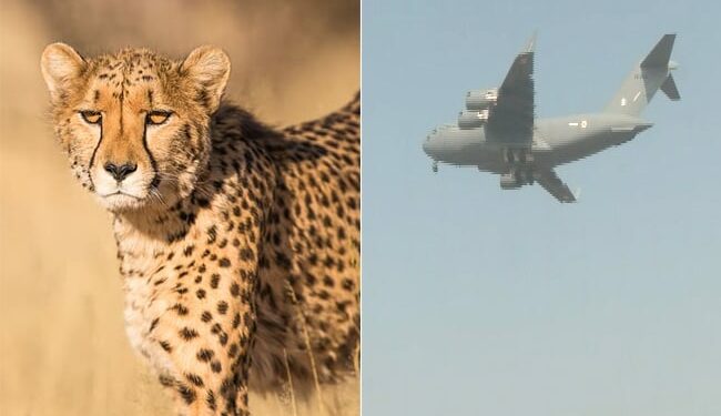 Viral Video: Indian Air Force Aircraft Carrying 12 Cheetahs From South Africa Landed In Gwalior Ndtv Hindi Ndtv India