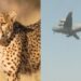 Viral Video: Indian Air Force Aircraft Carrying 12 Cheetahs From South Africa Landed In Gwalior Ndtv Hindi Ndtv India