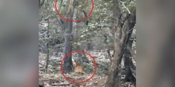 After Climbing The Tree, The Leopard Saved The Land From The Tiger, If It Was 1 Second Late, Life Would Have Gone On, Watch Video Ndtv Hindi Ndtv India