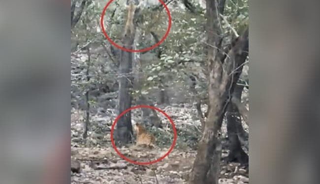 After Climbing The Tree, The Leopard Saved The Land From The Tiger, If It Was 1 Second Late, Life Would Have Gone On, Watch Video Ndtv Hindi Ndtv India