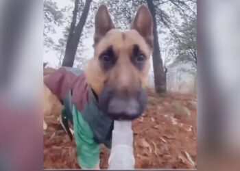 Dog Viral Video: Viral Video Of Dog Holding Selfie Stick And Making Vlog