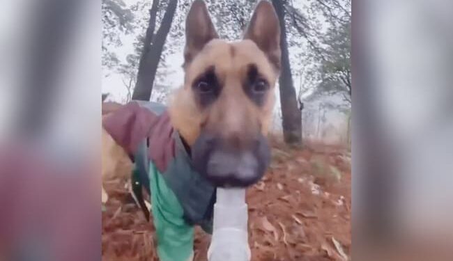 Dog Viral Video: Viral Video Of Dog Holding Selfie Stick And Making Vlog