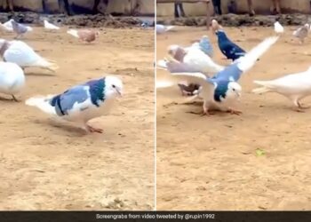 Pigeon Did Amazing Stunts Spread Wings And Continuously Hit Many Flips Watch Viral Video – कबूतर ने किया गजब स्टंट, एक पंजा किया आगे दूसरा पीछे, फैलाए पंख और लगातार मारे कई Flips