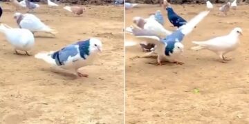 Pigeon Did Amazing Stunts Spread Wings And Continuously Hit Many Flips Watch Viral Video – कबूतर ने किया गजब स्टंट, एक पंजा किया आगे दूसरा पीछे, फैलाए पंख और लगातार मारे कई Flips