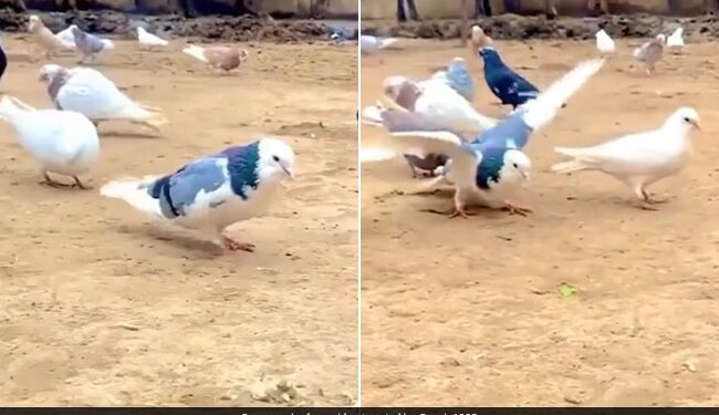 Pigeon Did Amazing Stunts Spread Wings And Continuously Hit Many Flips Watch Viral Video – कबूतर ने किया गजब स्टंट, एक पंजा किया आगे दूसरा पीछे, फैलाए पंख और लगातार मारे कई Flips