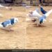Pigeon Did Amazing Stunts Spread Wings And Continuously Hit Many Flips Watch Viral Video – कबूतर ने किया गजब स्टंट, एक पंजा किया आगे दूसरा पीछे, फैलाए पंख और लगातार मारे कई Flips