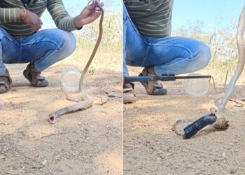 Snake Viral Video: Snake Swallowed Plastic Pipe Man Did Rescue Video Goes Viral, Snake Rescue Video