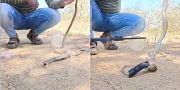 Snake Viral Video: Snake Swallowed Plastic Pipe Man Did Rescue Video Goes Viral, Snake Rescue Video
