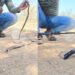 Snake Viral Video: Snake Swallowed Plastic Pipe Man Did Rescue Video Goes Viral, Snake Rescue Video