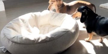 Viral Video Of Dog Taking Its Bed To Take A Nap