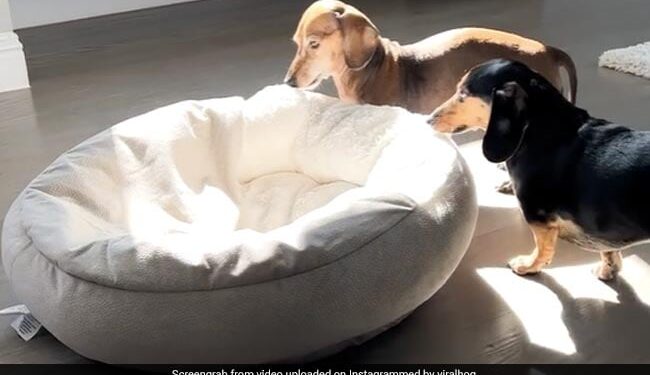 Viral Video Of Dog Taking Its Bed To Take A Nap