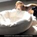 Viral Video Of Dog Taking Its Bed To Take A Nap