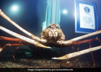 This Is A Dangerous Crab With 10 Feet Long Legs, The Name Is Big Daddy, A Record Recorded In The Guinness Book Ndtv Hindi Ndtv India