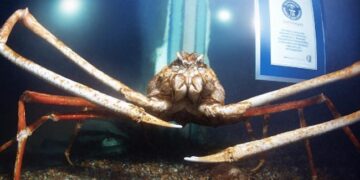 This Is A Dangerous Crab With 10 Feet Long Legs, The Name Is Big Daddy, A Record Recorded In The Guinness Book Ndtv Hindi Ndtv India