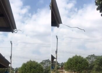 Big Snake Incredible Jumping Video: Huge Snake Jumping On Road From Roof Hard To Believe This Video