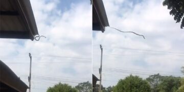 Big Snake Incredible Jumping Video: Huge Snake Jumping On Road From Roof Hard To Believe This Video