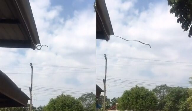 Big Snake Incredible Jumping Video: Huge Snake Jumping On Road From Roof Hard To Believe This Video