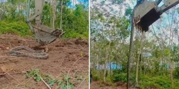 Azgar Sanp Ka Video: 20 Feet Long Giant Python Came In Front Of Bulldozer See What Happened Next