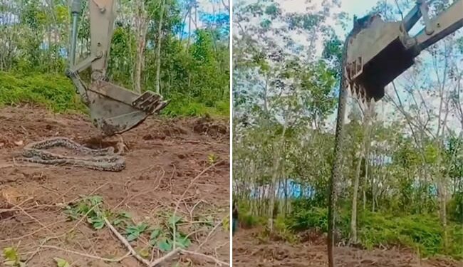 Azgar Sanp Ka Video: 20 Feet Long Giant Python Came In Front Of Bulldozer See What Happened Next