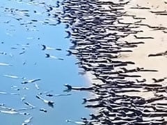 Alligator Viral Videos: Hundreds Of Alligators Were Seen On Sea Beach Watch Shocking Video Dangerous Alligator Videos